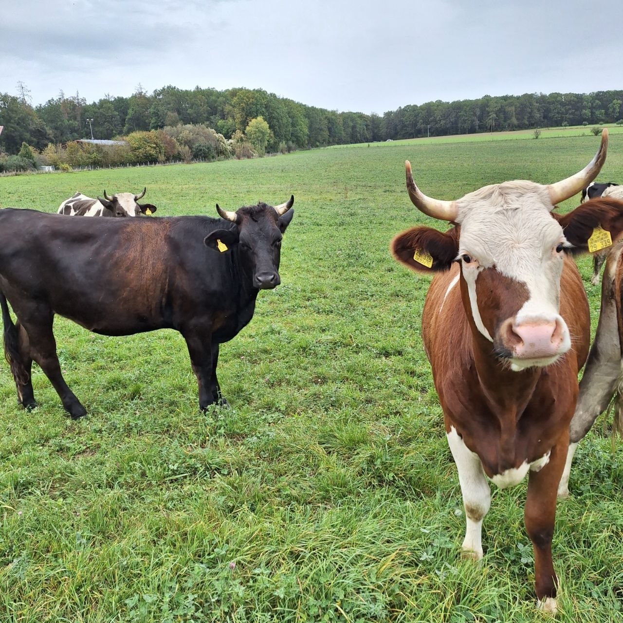 Frisches Heu auf dem Feld mit Kuh im Hintergrund